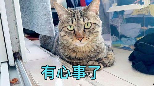 娱乐吃瓜小猫咪视频,揭秘娱乐圈那些事儿
