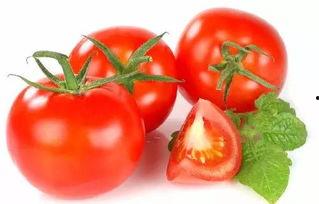 穿书去娱乐圈吃瓜番茄,番茄在娱乐圈的瓜田漫步